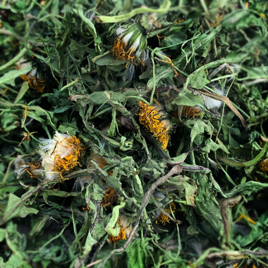 Löwenzahnblätter mit Blüten 24 1A Qualität